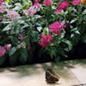 Meet your Posher, Laura